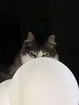 Gooby the cat