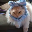 Mr. Mo the cat